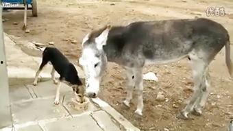 驴吃瓜,趣味横生的田园生活趣事