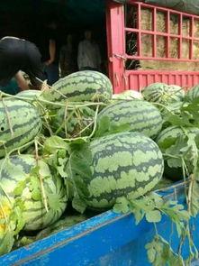 年前专业训练吃瓜,揭秘专业训练中的吃瓜趣事