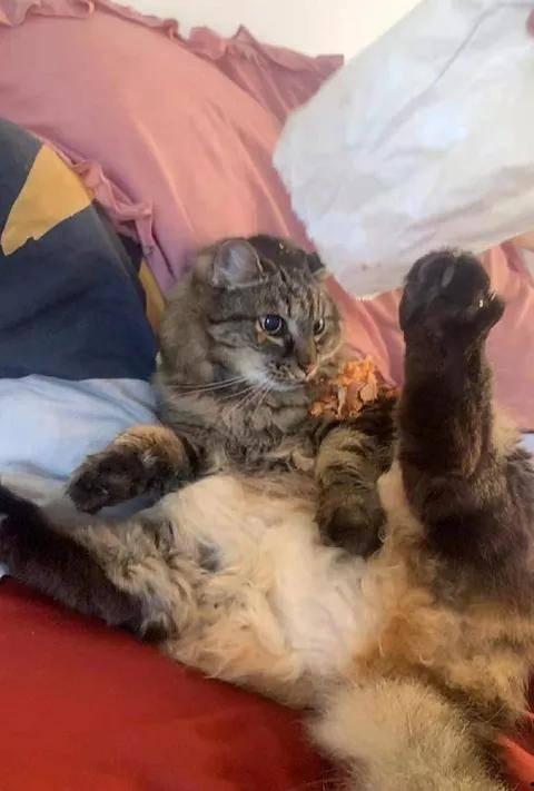 大狸吃瓜,揭秘娱乐圈幕后故事