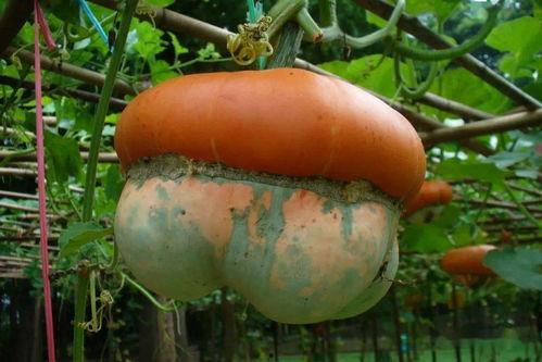 木得瓜吃,探寻民间智慧与生活哲学