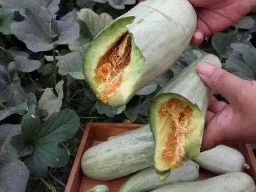 牛角瓜孕妇可以吃吗,牛角瓜的安全性探讨