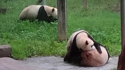 莽仔小五吃瓜,揭秘娱乐圈幕后真相