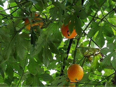 吃吊瓜有口臭,揭秘吃吊瓜后的口腔问题