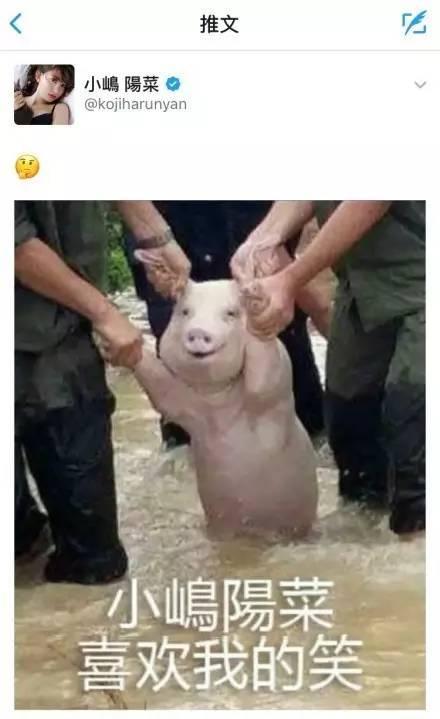 吃瓜和猪,吃瓜群众与猪的奇妙邂逅