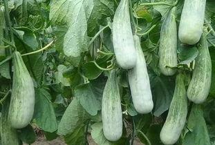 临沂徐老板吃瓜,临沂徐老板的夏日吃瓜奇遇记