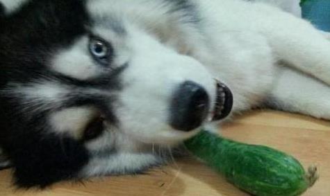 二哈吃瓜后续,一场网络狂欢背后的真相与反思