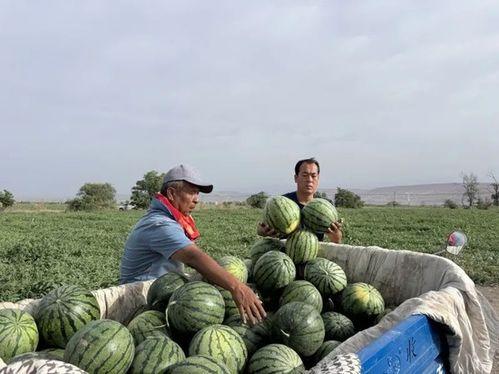 吃瓜篓子吗,探寻夏日消暑美食的奥秘