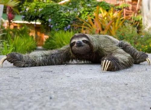 动物世界吃瓜群众视频,吃瓜群众视角下的趣味食性揭秘