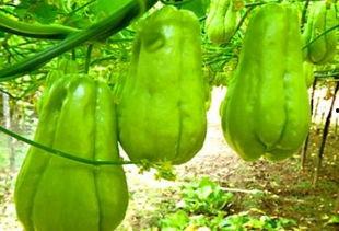 华县吃瓜女,揭秘当地独特的饮食文化