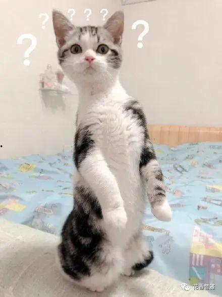 带你吃瓜 喵星人,带你领略“带你吃瓜”的趣味日常