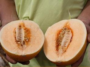 高爆吃瓜,揭秘娱乐圈背后的惊人真相