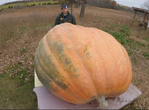 吐了可吃瓜么,还能安心吃瓜吗？揭秘吐后吃瓜的真相