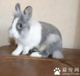 兔子吃方瓜吗,探寻兔子饮食习惯之谜