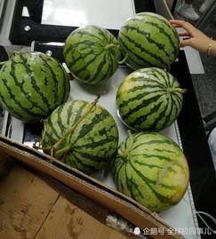 在学校里吃瓜,揭秘校园里的那些“秘密”