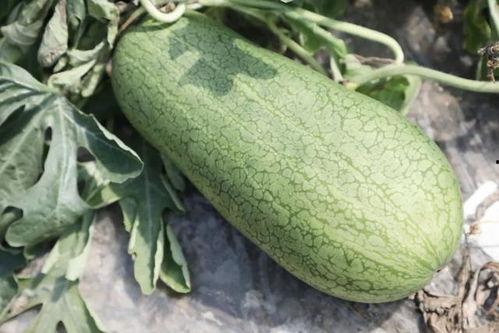 哪里吃网上的瓜,揭秘热门八卦背后的真相