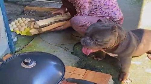 童子吃瓜犬耍虫,童子吃瓜与犬耍虫的欢乐瞬间