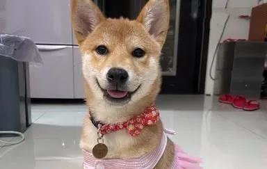 狗子可以吃凉瓜吗,探讨狗狗饮食中的凉瓜适宜性