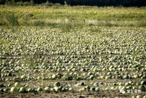 吃瓜张大炮,揭秘娱乐圈幕后真相的“瓜王”