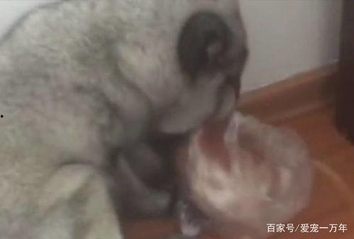 狐吃瓜,揭秘神秘狐族与瓜果之间的奇妙缘分