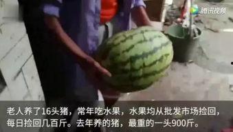 吃瓜完整的,揭秘娱乐圈背后的真相与八卦