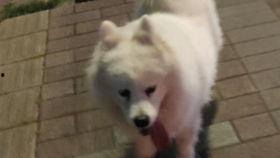 嗷呜吃瓜,揭秘娱乐圈的甜蜜与苦涩