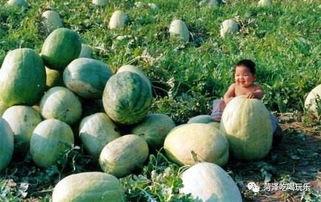 山东海事吃瓜,吃瓜群众揭秘事件背后真相