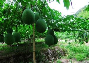 吊瓜吃有效,探寻天然营养的神奇功效