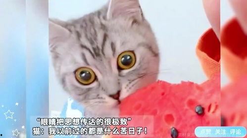 吃瓜猫cat,揭秘网络红人的魅力与影响力