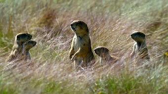 吃瓜鼠,揭秘娱乐圈背后的那些事儿