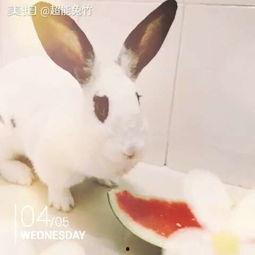 那兔吃瓜头像,趣味横生的国漫形象