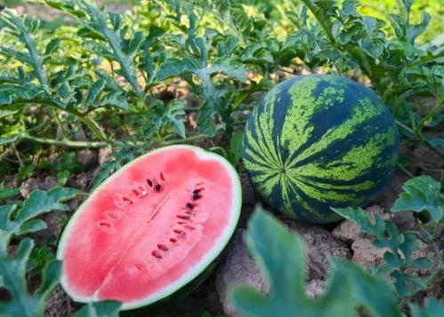 马上放大瓜 坐等吃瓜吧,精彩纷呈等你来品