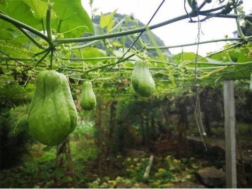 蒙古人吃佛手瓜,佛手瓜的独特风味