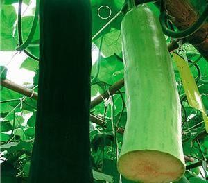 吃瓜不摘瓜,如何品鉴瓜果而不摘取果实