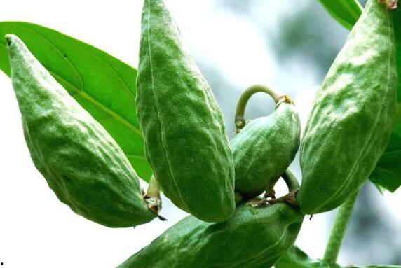 怀孕吃牛角瓜好吗,孕期食用牛角瓜的利弊分析