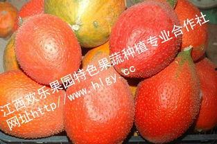 吃瓜天堂最新吃瓜,吃瓜天堂最新大瓜盘点