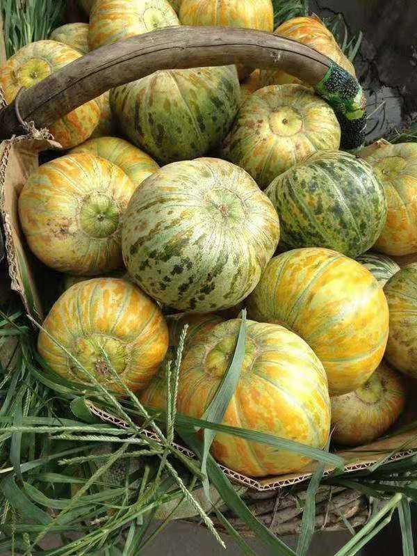 吃大面瓜视频在线观看,在线观看，尽享视觉与味蕾的双重盛宴