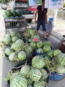 漳州科技吃瓜事件,揭秘校园网络谣言背后的真相