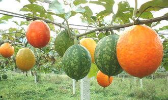 月子吃吊瓜行吗,助力产后恢复与营养补充