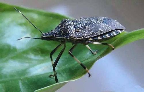 瓜黑蝽吸吃榆树汁,共生关系下的生态奥秘