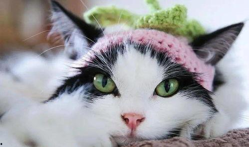 猫咪公主吃瓜,猫咪公主的瓜田奇遇记