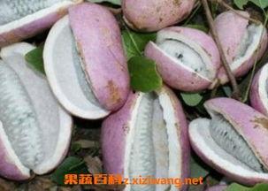 鼻癌患者可以吃八月瓜吗,八月瓜的适宜性探讨