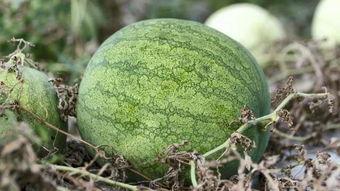 吃瓜青年语录,揭秘网络热词背后的趣味与思考