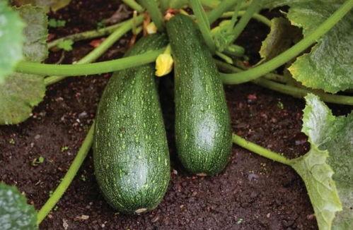 秋天能否吃瓜,秋天也能尽享美味瓜果