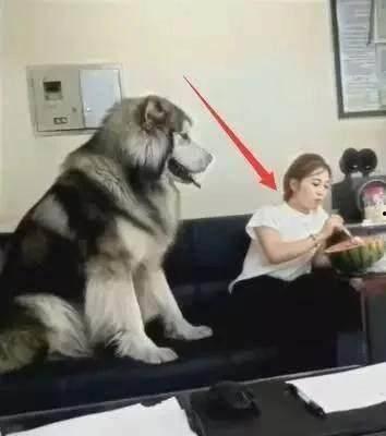 吃瓜狗主人回应,揭秘事件背后真相”