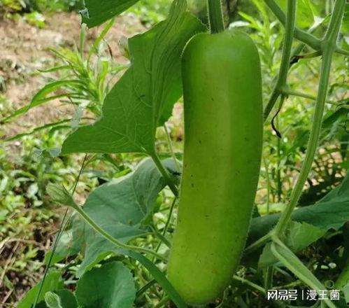 葫芦瓠子瓜怎么吃