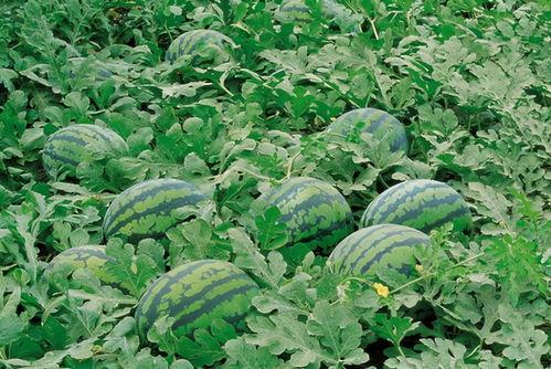 成都高新吃瓜群,揭秘科技园区里的欢乐生活圈