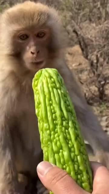 给猴吃瓜,一场欢乐的猴吃瓜盛宴