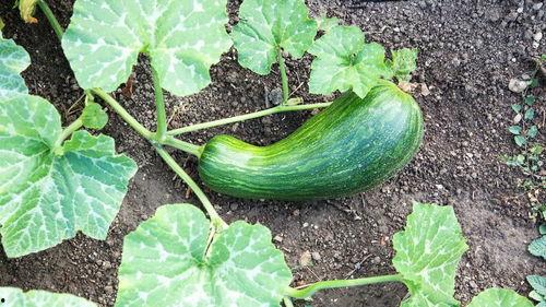 瓠瓜怎么吃才好吃,解锁最佳食用之道