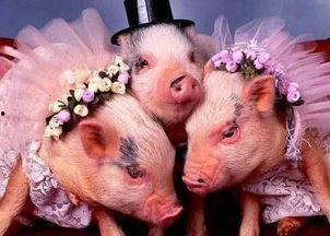 猪吃瓜视频原声下载,趣味横生的声音盛宴