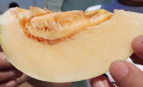 宁宁的瓜在哪吃,揭秘最佳品尝地